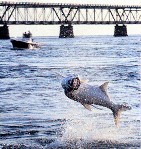 Tarpon fishing at the Bahia Honda bridge