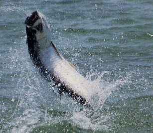 When you fish for tarpon be prepared for some spectacular jumps