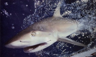 A hungry bull shark caught while fishing for tarpon